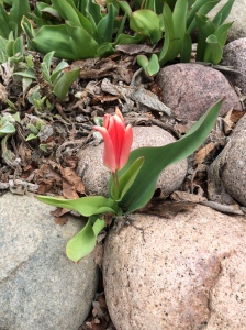 early tulip