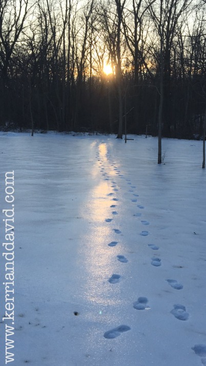 footprints in sunlit snow website box
